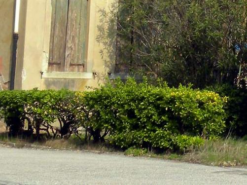 Pianta da determinare